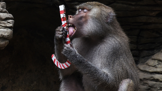 I'm Inspired By These Amorous Australian Baboons
